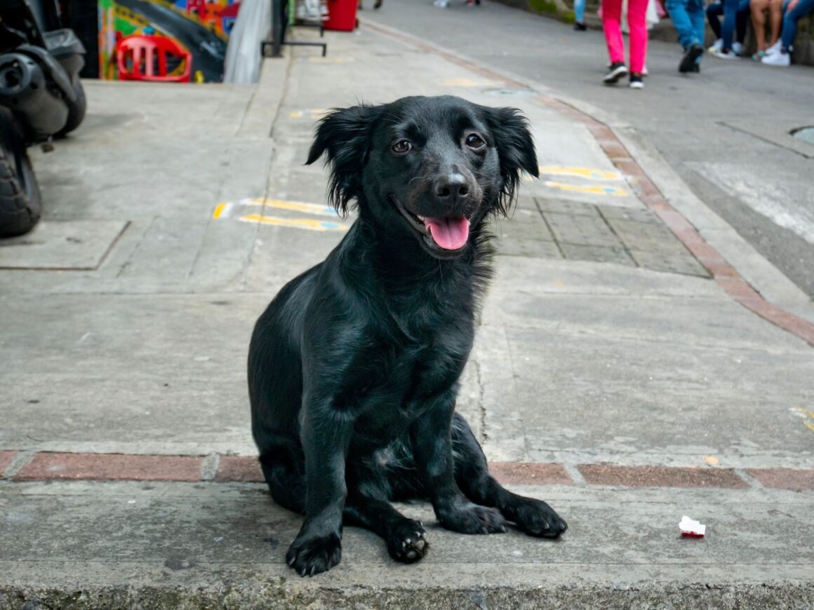 Nuevo Hogar: el Gobierno de Venado Tuerto abre un registro de hogares de tránsito para animales de compañía Nuevo Hogar: el Gobierno de Venado Tuerto abre un registro de hogares de tránsito para animales de compañía