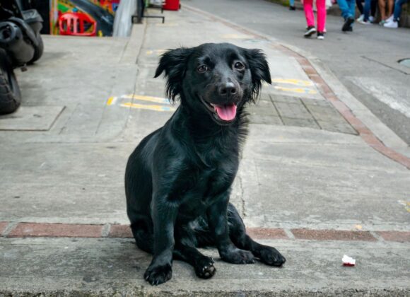 Nuevo Hogar: el Gobierno de Venado Tuerto abre un registro de hogares de tránsito para animales de compañía