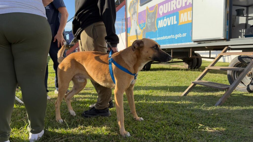 “Orejas Verdes”: vacunación antirrábica y castración en el barrio Ciudad Nueva