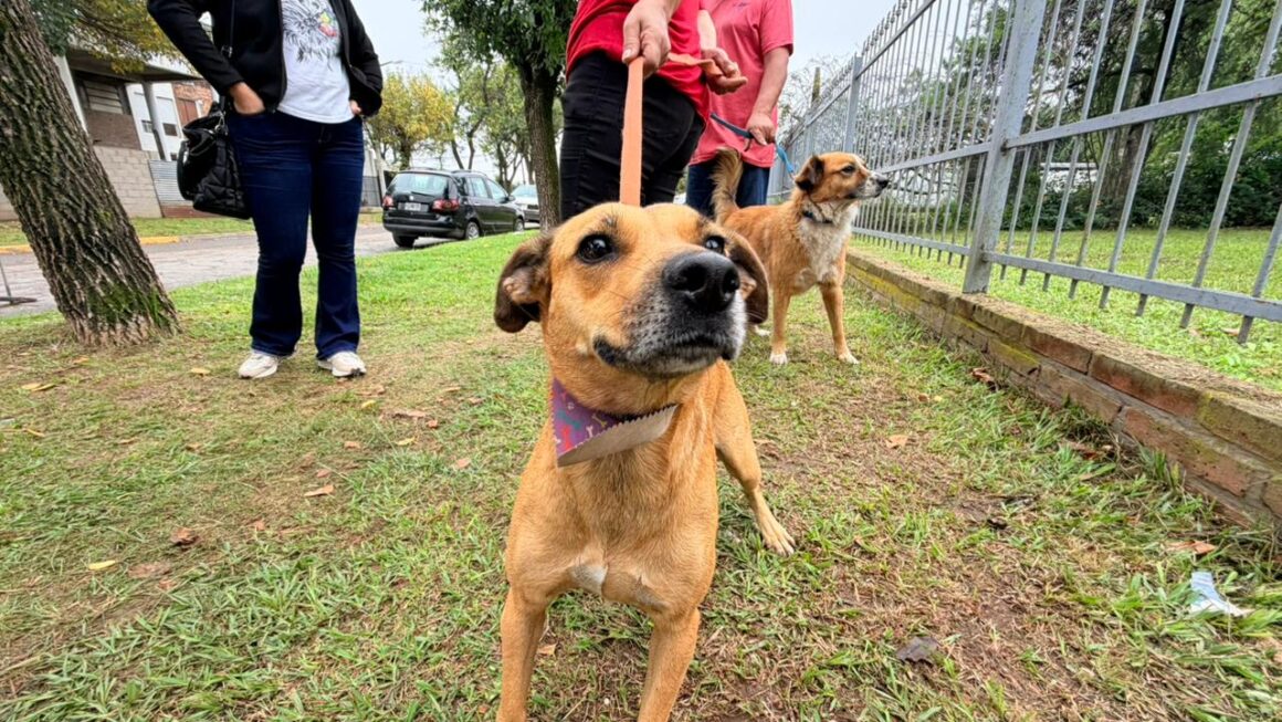 Servicio gratuito: el municipio desarrolló un nuevo operativo de Vacunación Antirrábica y Castración