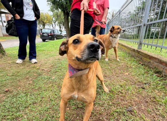 Servicio gratuito: el municipio desarrolló un nuevo operativo de Vacunación Antirrábica y Castración