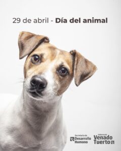 Programa nuevo hogar: porque cuidar a los animales es también comprometerse