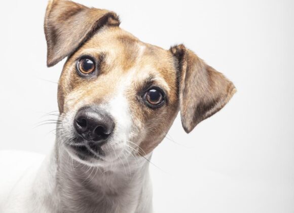 Programa nuevo hogar: porque cuidar a los animales es también comprometerse