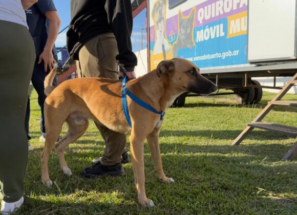 Salud animal en Territorio: el Programa Municipal “Orejas Verdes” se traslada al barrio Juan XXIII