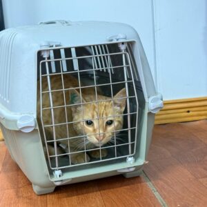 Salud pública: nueva campaña de vacunación y castración gratuita de mascotas en el barrio Malvinas Argentinas