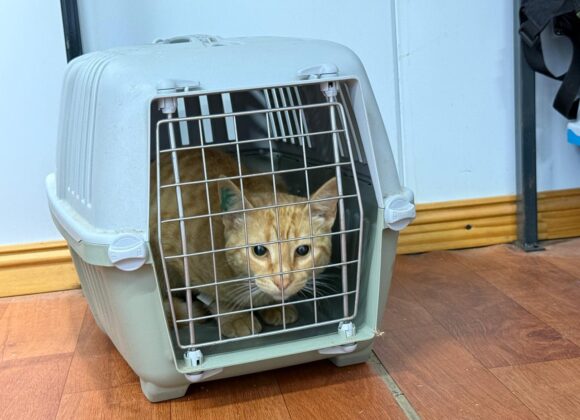 Salud pública: nueva campaña de vacunación y castración gratuita de mascotas en el barrio Malvinas Argentinas