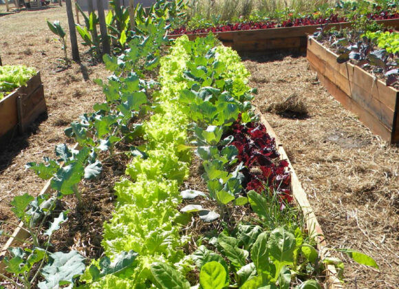 Potenciando la agricultura familiar: se realizará una charla abierta sobre huertas de invierno