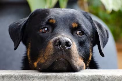 Salud Animal: Campaña de Vacunación Antirrábica y Desparasitación y alerta sobre casos de Moquillo Canino