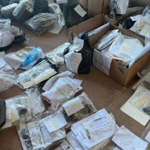 Provincia y Municipio destruyeron más de 40 mil dosis de droga secuestradas en allanamientos en Venado Tuerto Provincia y Municipio destruyeron más de 40 mil dosis de droga secuestradas en allanamientos en Venado Tuerto