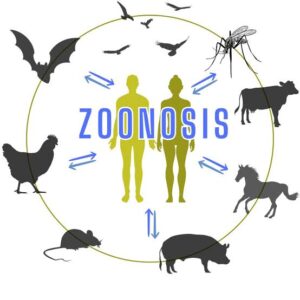 Día Mundial de las Zoonosis: cuidar a los animales también es cuidar nuestra salud