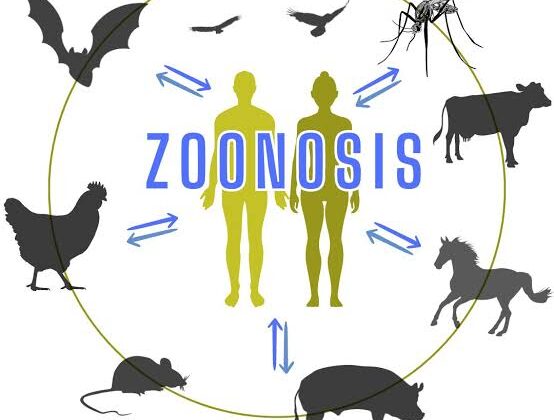 Día Mundial de las Zoonosis: cuidar a los animales también es cuidar nuestra salud