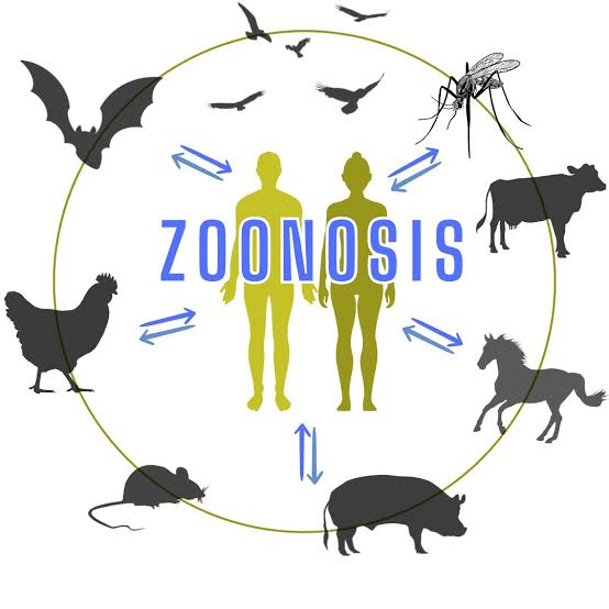 Día Mundial de las Zoonosis: cuidar a los animales también es cuidar nuestra salud Día Mundial de las Zoonosis: cuidar a los animales también es cuidar nuestra salud