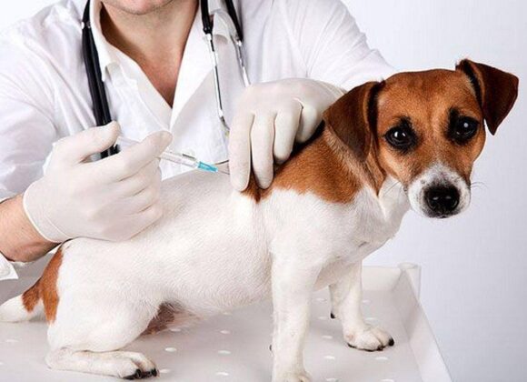 Vacunación Antirrábica en barrio Santa Rosa celebrando el Día del Veterinario