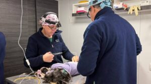 Día del Veterinario: compromiso y dedicación por la salud pública y el bienestar de los animales