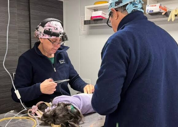 Día del Veterinario: compromiso y dedicación por la salud pública y el bienestar de los animales