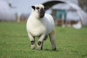 Expovenado 2026: Gran Expectativa por la Exposición Nacional Hampshire Down y la Primera exposición Nacional Boer