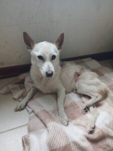 Imputaron por crueldad animal a la dueña de un perro rescatado por el Gobierno municipal