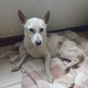 Imputaron por crueldad animal a la dueña de un perro rescatado por el Gobierno municipal