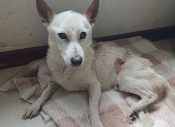 Imputaron por crueldad animal a la dueña de un perro rescatado por el Gobierno municipal