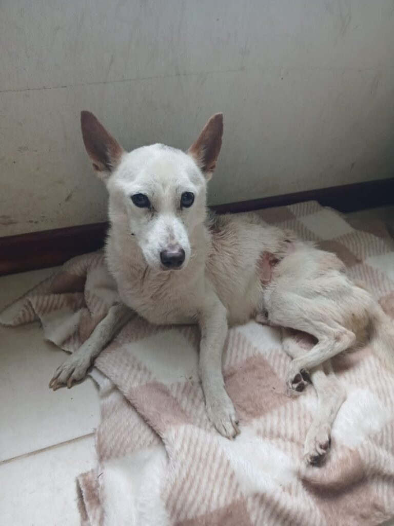 Imputaron por crueldad animal a la dueña de un perro rescatado por el Gobierno municipal