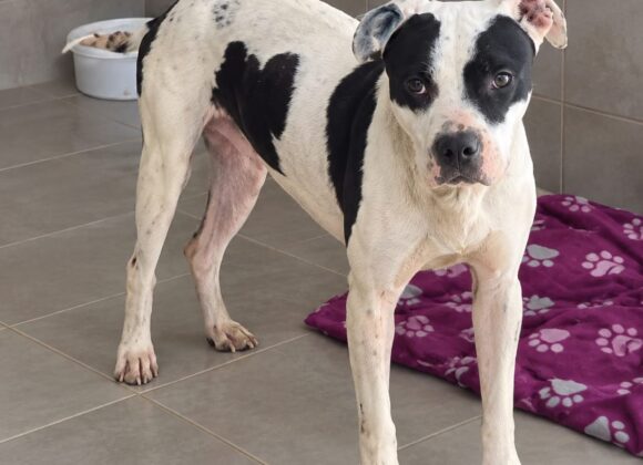 Segundas oportunidades que transforman vidas: el Gobierno de Venado Tuerto celebra el Día del Perro adoptado con historias con final feliz