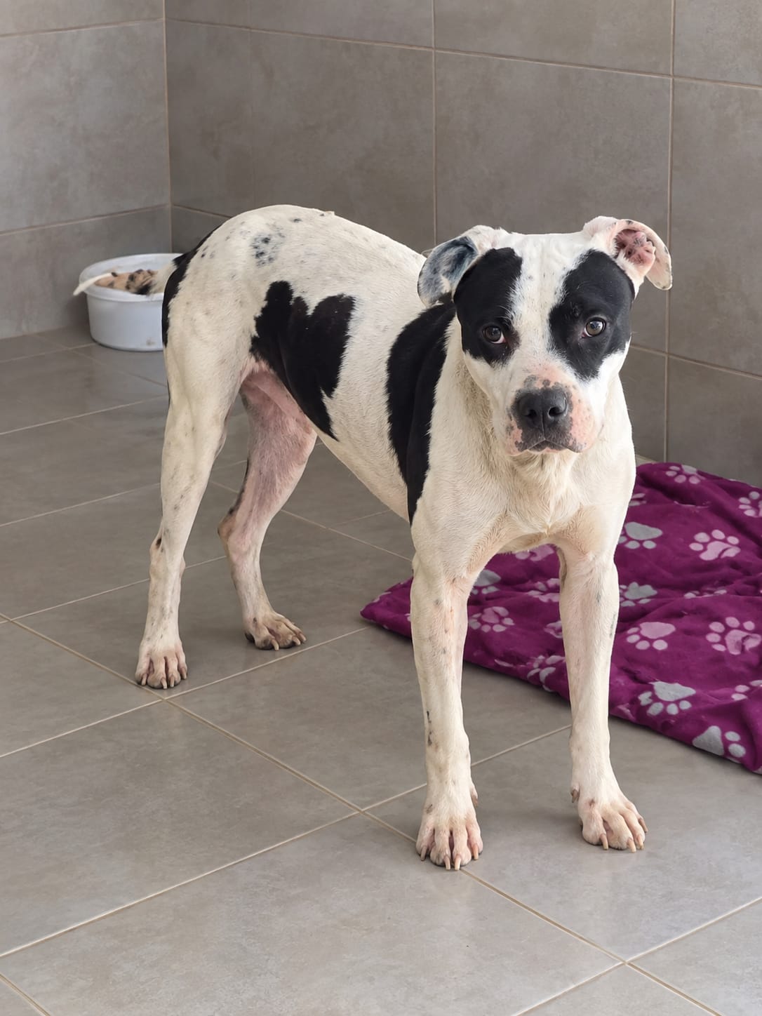 Segundas oportunidades que transforman vidas: el Gobierno de Venado Tuerto celebra el Día del Perro adoptado con historias con final feliz Segundas oportunidades que transforman vidas: el Gobierno de Venado Tuerto celebra el Día del Perro adoptado con historias con final feliz