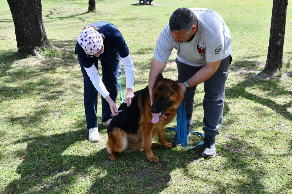 “Orejas Verdes” realizó más de 150 servicios de salud animal en el CIC del barrio Iturbide “Orejas Verdes” realizó más de 150 servicios de salud animal en el CIC del barrio Iturbide